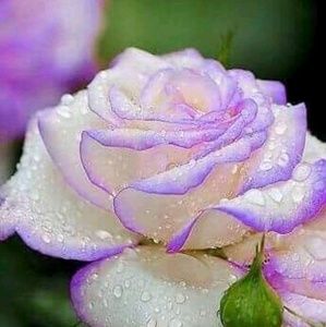 Meet your Posher, Bonnie